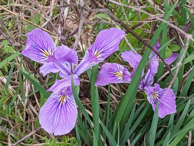 Iris tenax, photographed by David Anderson