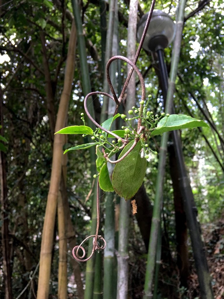 Loeseneriella concinna, photographed by Yj