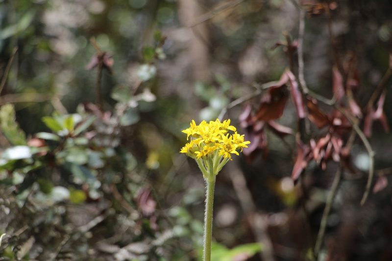 Espeletia corymbosa, photographed by Andrés Ramírez-Barrera