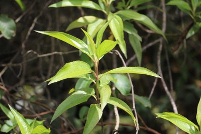 Baccharis latifolia, photographed by Andrés Ramírez-Barrera