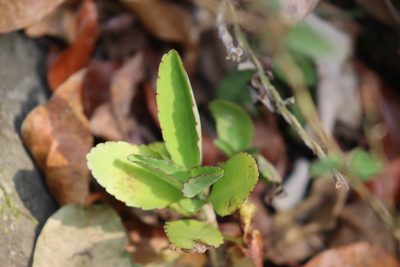 Kalanchoe pinnata, photographed by Comisión Estatal de Biodiversidad del Estado de Hidalgo
