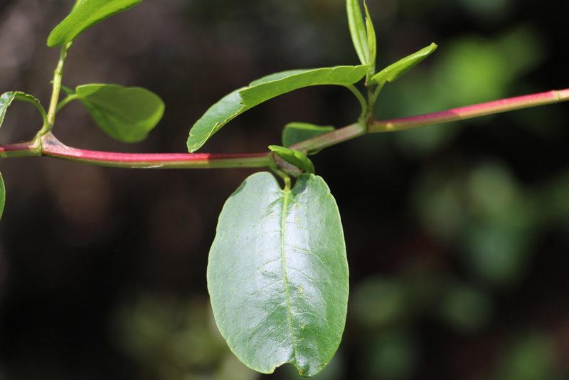 Muehlenbeckia tamnifolia, photographed by Andrés Ramírez-Barrera