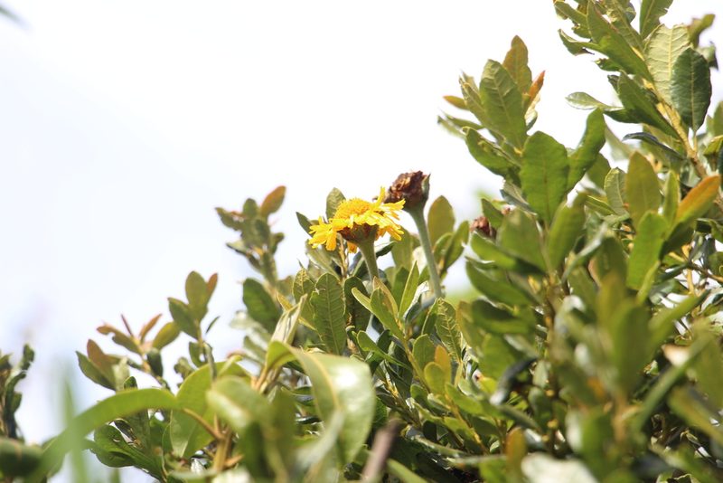 Calea peruviana, photographed by Andrés Ramírez-Barrera