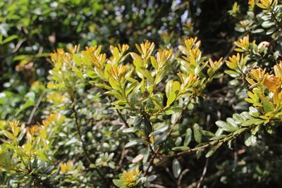 Myrica parvifolia, photographed by Andrés Ramírez-Barrera