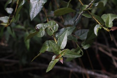 Vallea stipularis, photographed by Andrés Ramírez-Barrera