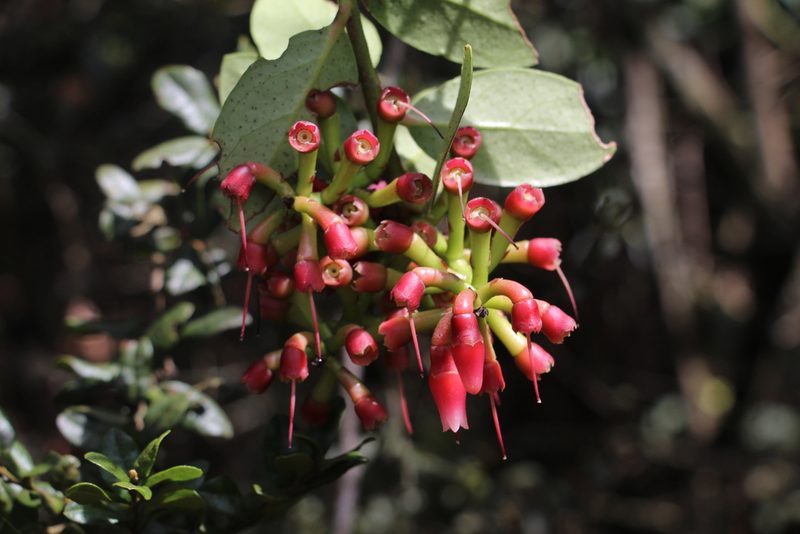 Macleania rupestris, photographed by Andrés Ramírez-Barrera