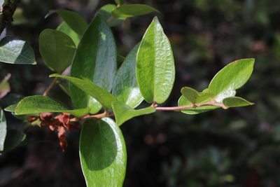 Cavendishia bracteata, photographed by Andrés Ramírez-Barrera