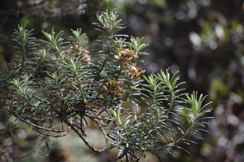 Linochilus rosmarinifolius, photographed by Andrés Ramírez-Barrera