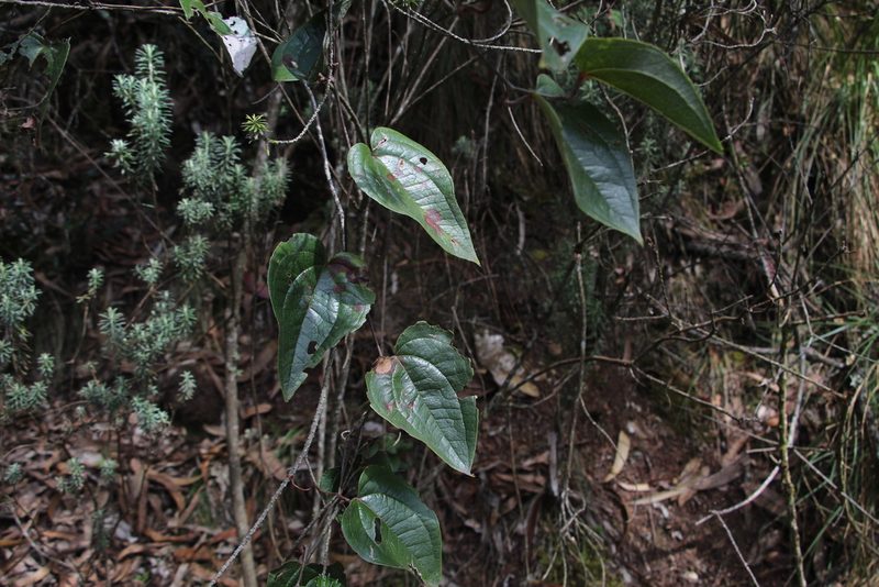 Smilax tomentosa, photographed by Andrés Ramírez-Barrera