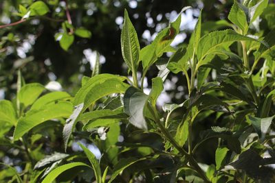 Baccharis latifolia, photographed by Andrés Ramírez-Barrera