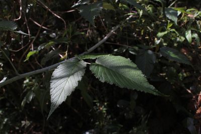 Rubus glaucus, photographed by Andrés Ramírez-Barrera