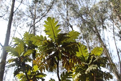 Bocconia frutescens, photographed by Andrés Ramírez-Barrera