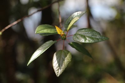 Vallea stipularis, photographed by Andrés Ramírez-Barrera