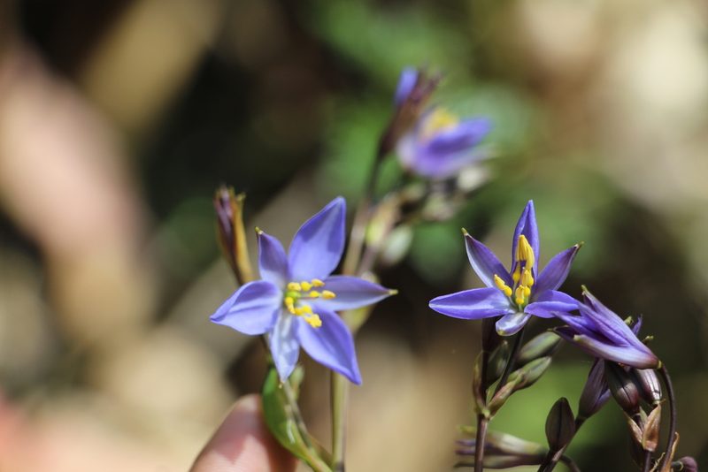 Excremis coarctata, photographed by Andrés Ramírez-Barrera