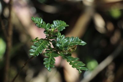 Weinmannia tomentosa, photographed by Andrés Ramírez-Barrera