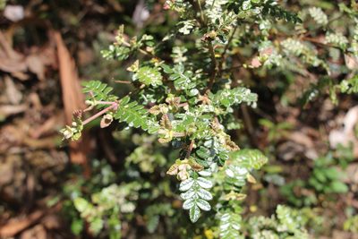 Weinmannia tomentosa, photographed by Andrés Ramírez-Barrera