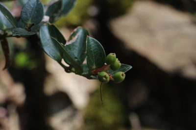 Cavendishia bracteata, photographed by Andrés Ramírez-Barrera