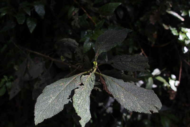 Varronia cylindristachya, photographed by Andrés Ramírez-Barrera