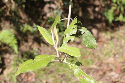 Ageratina asclepiadea, photographed by Andrés Ramírez-Barrera