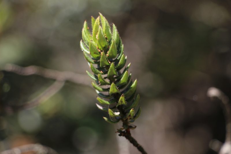 Bejaria resinosa, photographed by Andrés Ramírez-Barrera