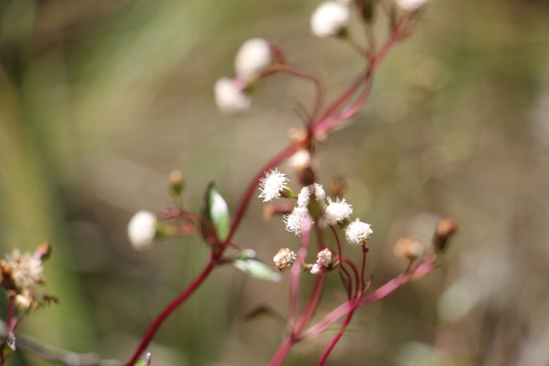 Ageratina gracilis, photographed by Andrés Ramírez-Barrera
