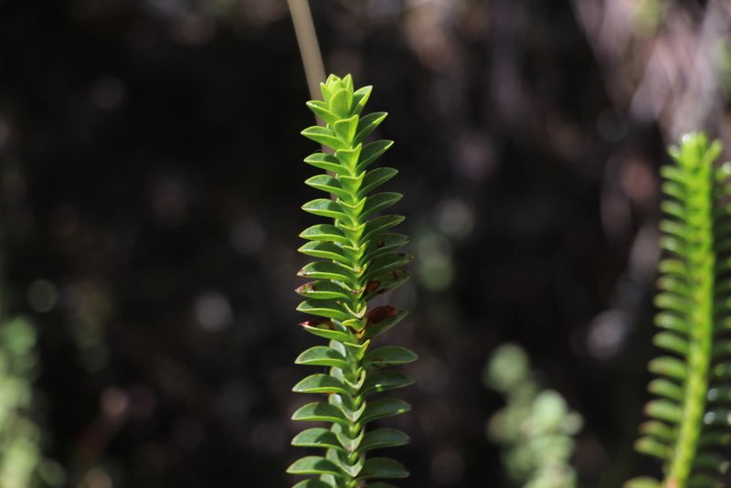 Hypericum mexicanum, photographed by Andrés Ramírez-Barrera