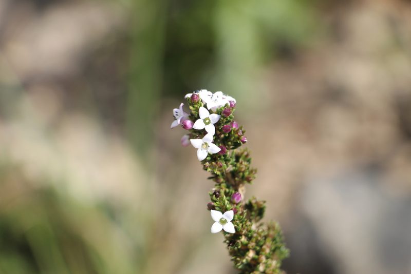Arcytophyllum nitidum, photographed by Andrés Ramírez-Barrera