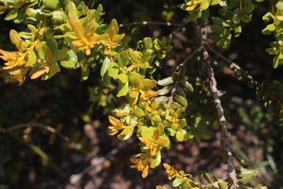 Myrica parvifolia, photographed by Andrés Ramírez-Barrera