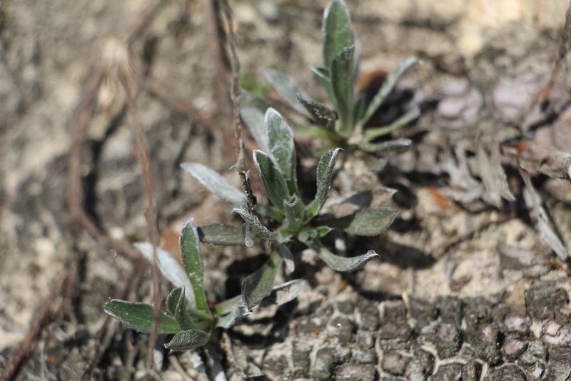 Noticastrum marginatum, photographed by Andrés Ramírez-Barrera
