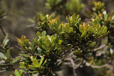 Myrica parvifolia, photographed by Andrés Ramírez-Barrera