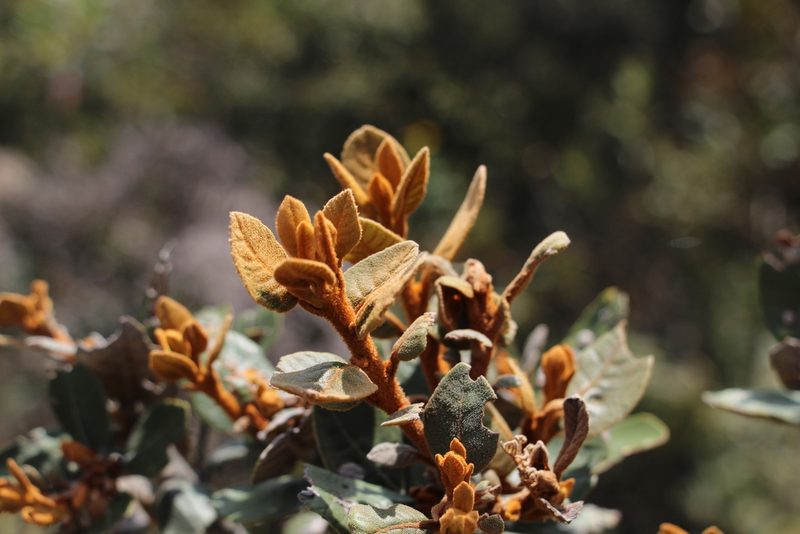 Clethra fimbriata, photographed by Andrés Ramírez-Barrera