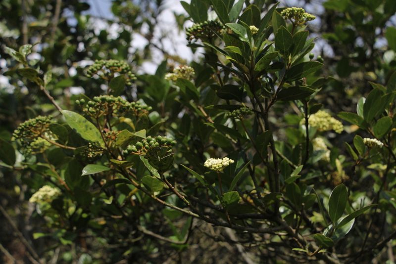 Viburnum triphyllum, photographed by Andrés Ramírez-Barrera