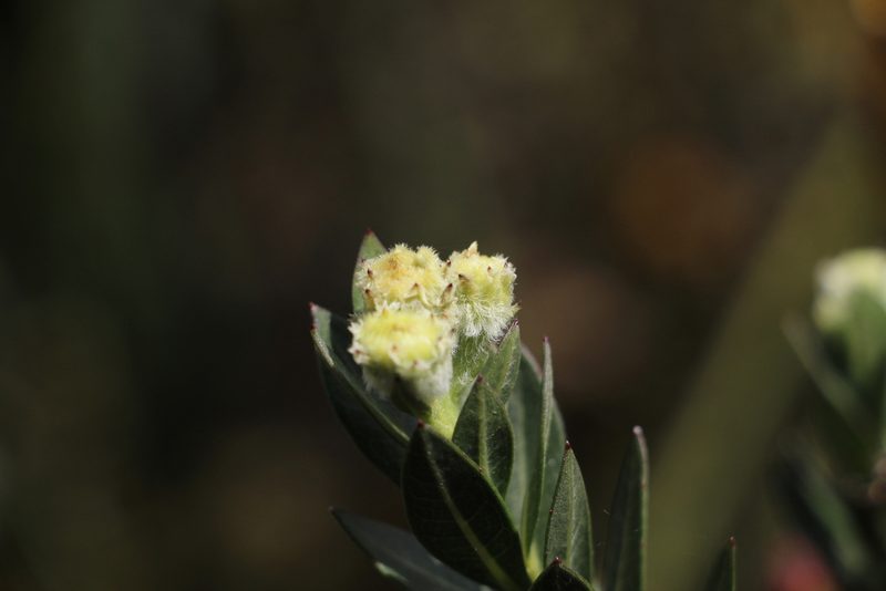Verbesina baccharidea, photographed by Andrés Ramírez-Barrera