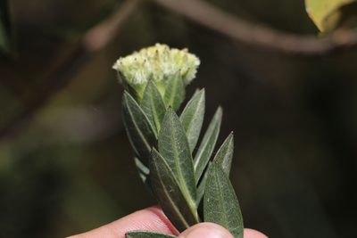 Verbesina baccharidea, photographed by Andrés Ramírez-Barrera