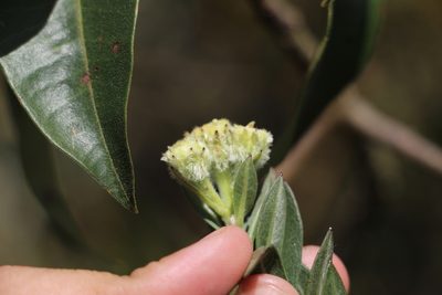 Verbesina baccharidea, photographed by Andrés Ramírez-Barrera