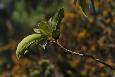 Myrsine coriacea, photographed by Andrés Ramírez-Barrera
