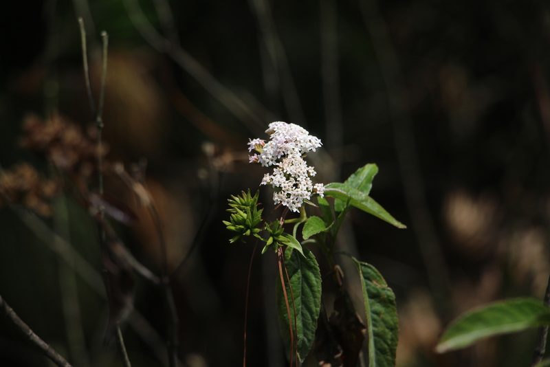 Stevia lucida, photographed by Andrés Ramírez-Barrera