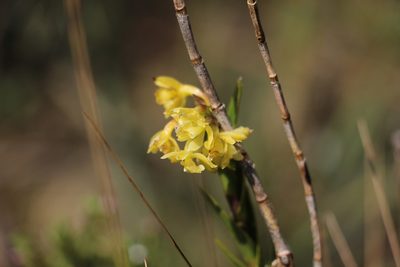 Epidendrum zipaquiranum, photographed by Andrés Ramírez-Barrera