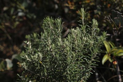 Linochilus rosmarinifolius, photographed by Andrés Ramírez-Barrera