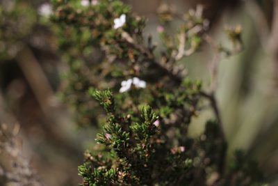 Arcytophyllum nitidum, photographed by Andrés Ramírez-Barrera