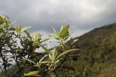 Ageratina asclepiadea, photographed by Andrés Ramírez-Barrera