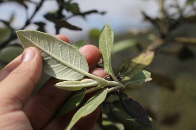Ageratina asclepiadea, photographed by Andrés Ramírez-Barrera