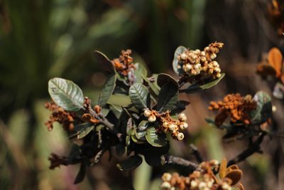 Clethra fimbriata, photographed by Andrés Ramírez-Barrera