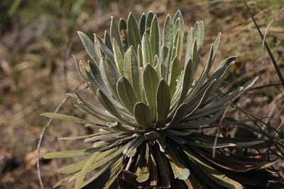 Espeletia corymbosa, photographed by Andrés Ramírez-Barrera