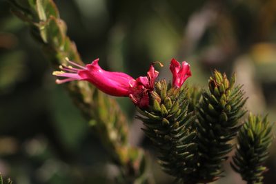 Bejaria resinosa, photographed by Andrés Ramírez-Barrera