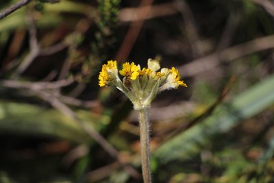 Espeletia corymbosa, photographed by Andrés Ramírez-Barrera