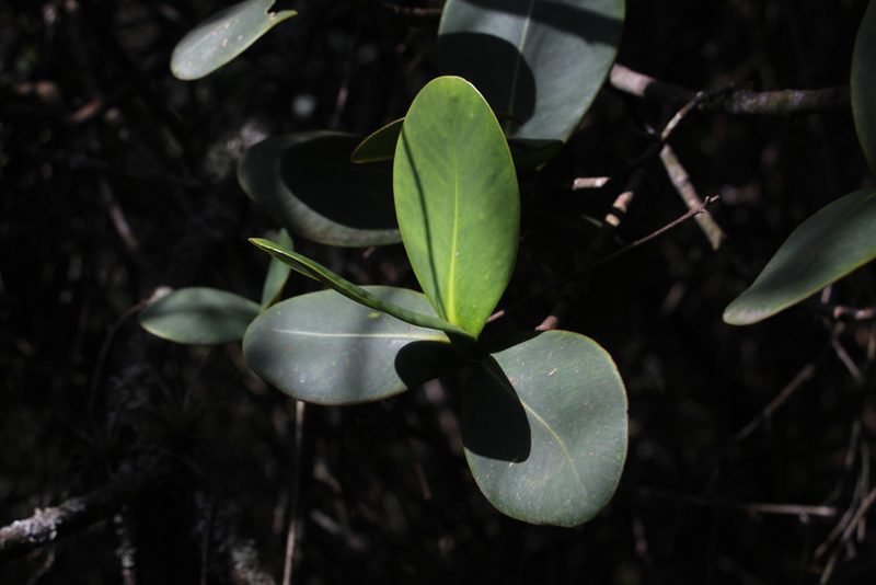 Clusia multiflora, photographed by Andrés Ramírez-Barrera