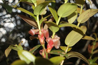 Cavendishia bracteata, photographed by Andrés Ramírez-Barrera