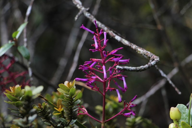 Palicourea angustifolia, photographed by Andrés Ramírez-Barrera