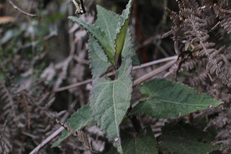 Munnozia senecionidis, photographed by Andrés Ramírez-Barrera